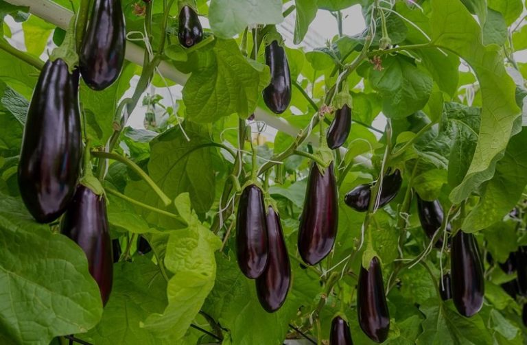 eggplants-1